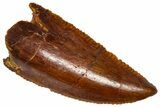 Serrated, Raptor Premaxillary Tooth - Real Dinosaur Tooth #360978-1